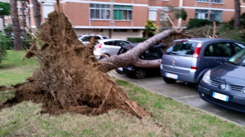 L'albero caduto in via Muratori, nel quartiere della Rosa