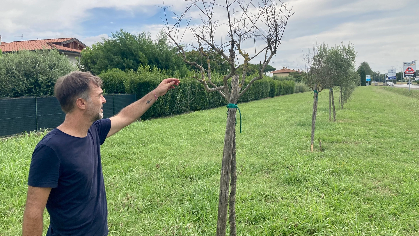 Gli olivi zona cimitero