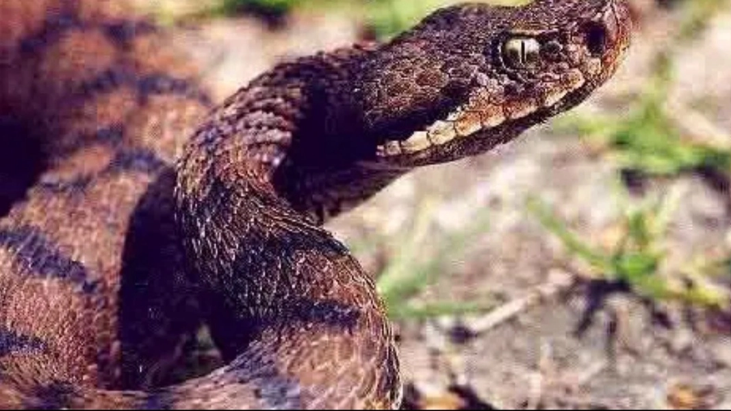 Vipera 