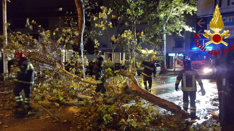 Prato, albero caduto nel viale Montegrappa