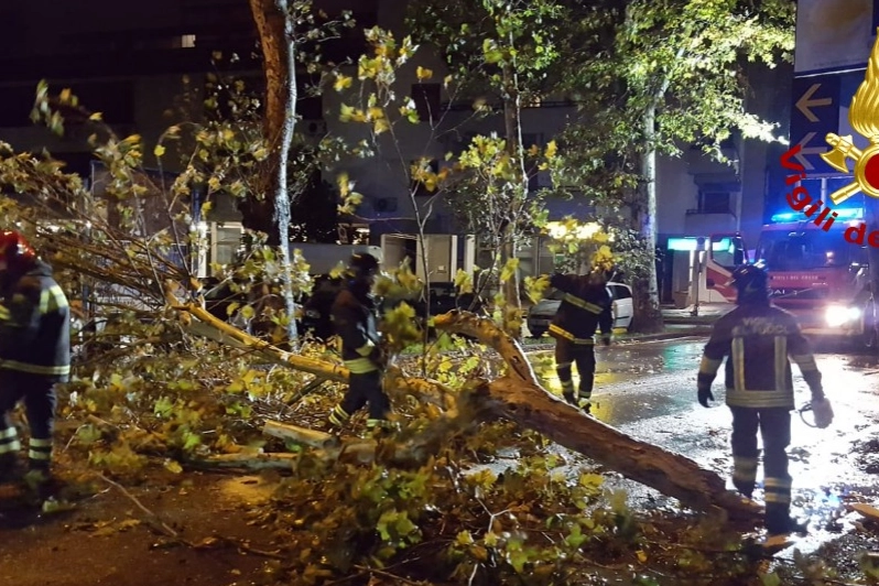 Prato, albero caduto nel viale Montegrappa