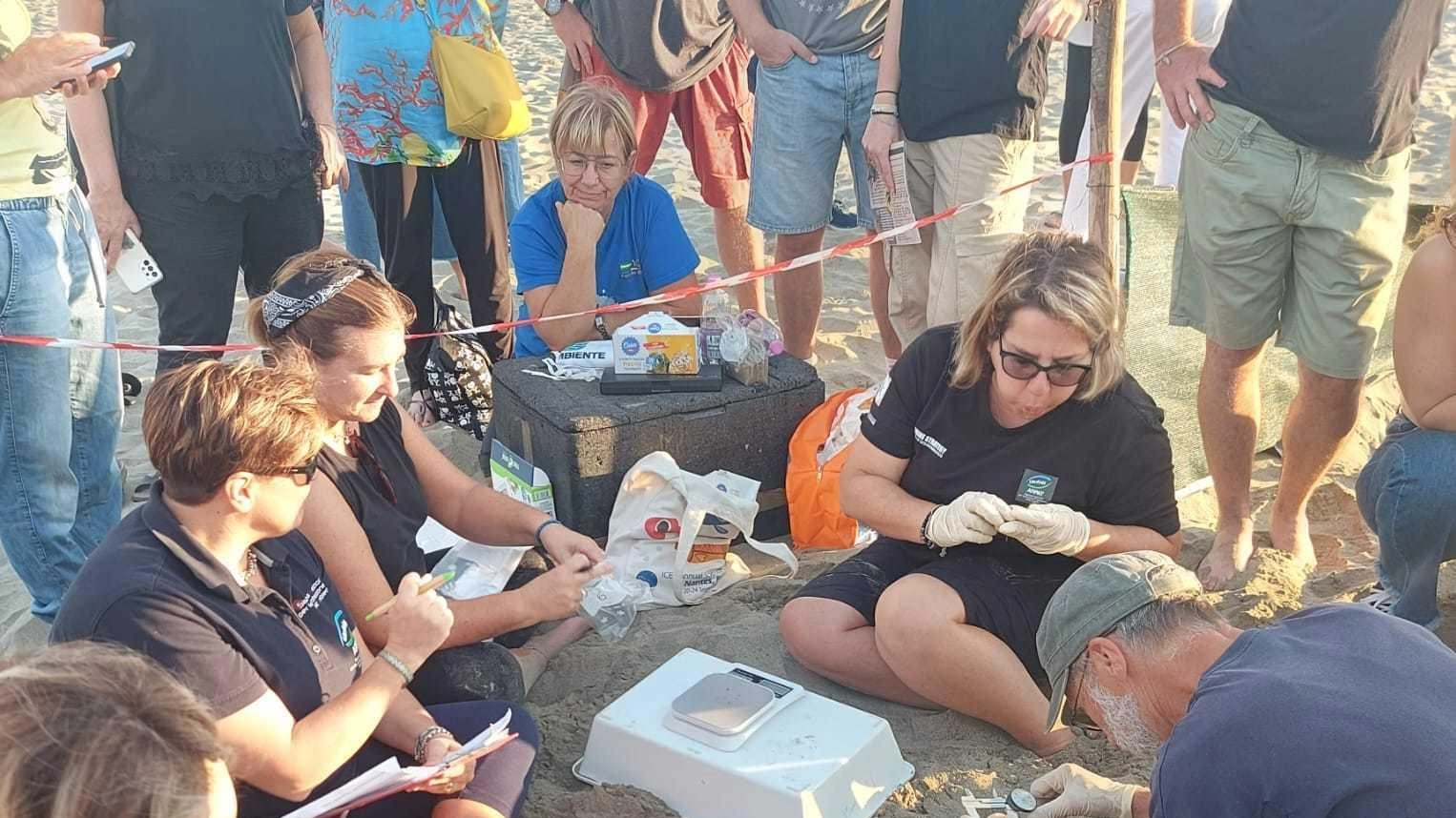 La missione del Wwf. Servono volontari per il monitoraggio delle tartarughe La missione del Wwf. Servono volontari per il monitoraggio delle tartarughe