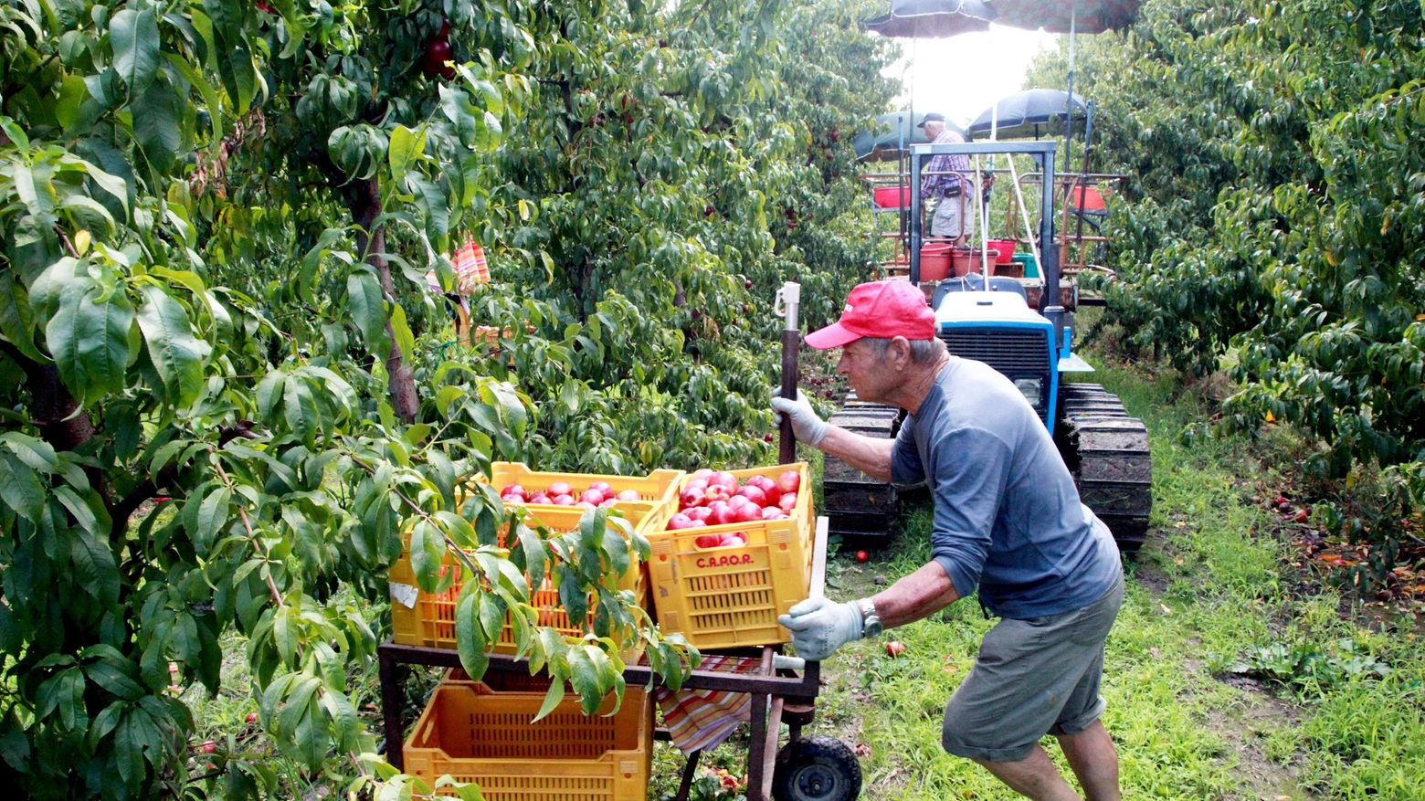 Agricoltori in pensione  Si fanno largo i giovani