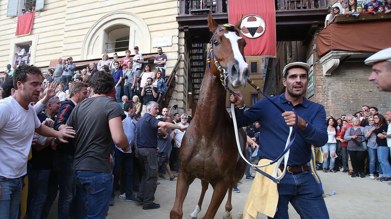 Remorex, cavallo da impazzire: per la seconda volta vince da scosso