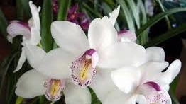 Un'orchidea selvaggia