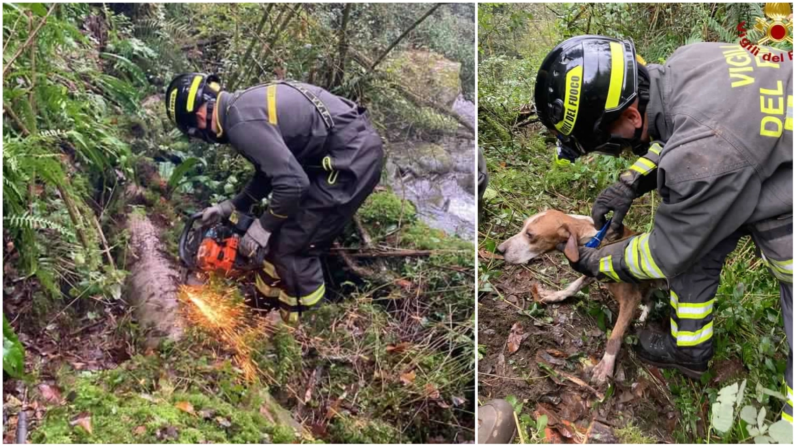 Il tubo dove era rimasto incastrato il cane, e il salvataggio dell'animale (Foto dei vigili del fuoco) Il tubo dove era rimasto incastrato il cane, e il salvataggio dell'animale (Foto dei vigili del fuoco)