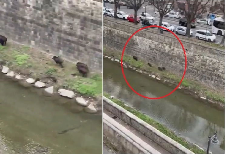 I cinghiali lungo il Mugnone sul viale Redi