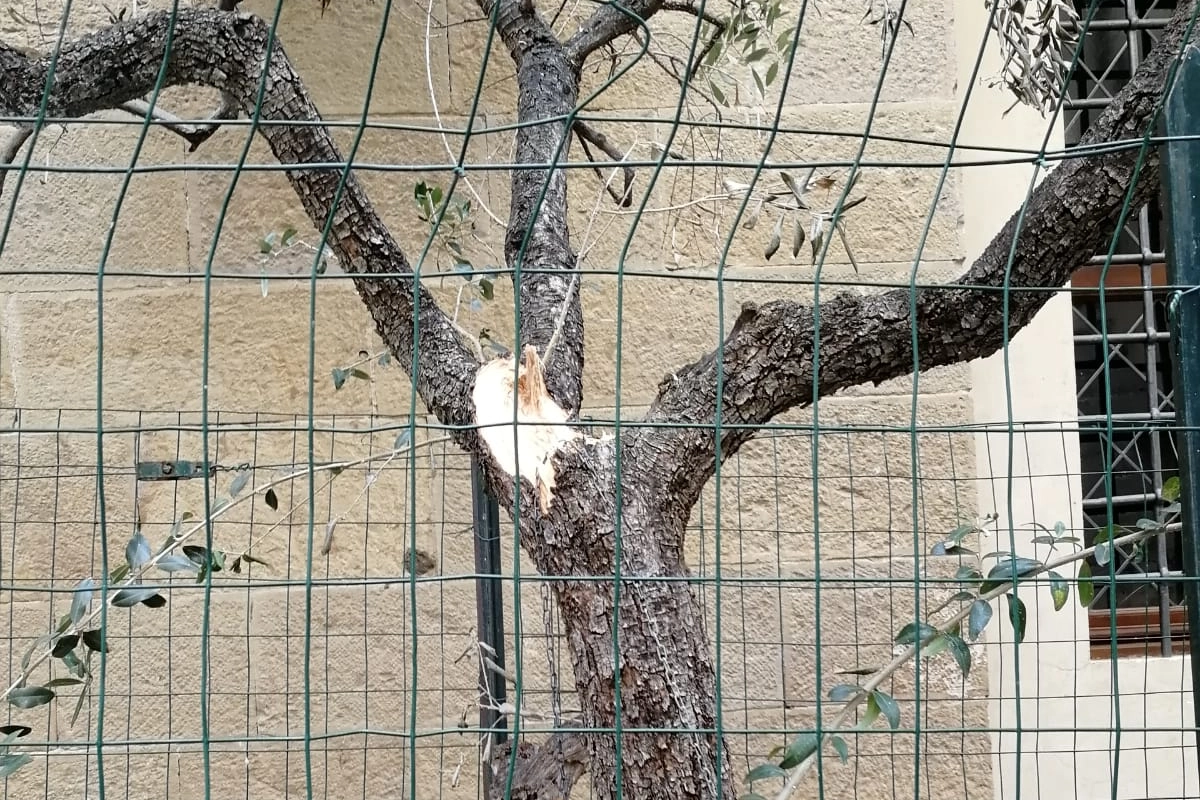 L'albero tranciato