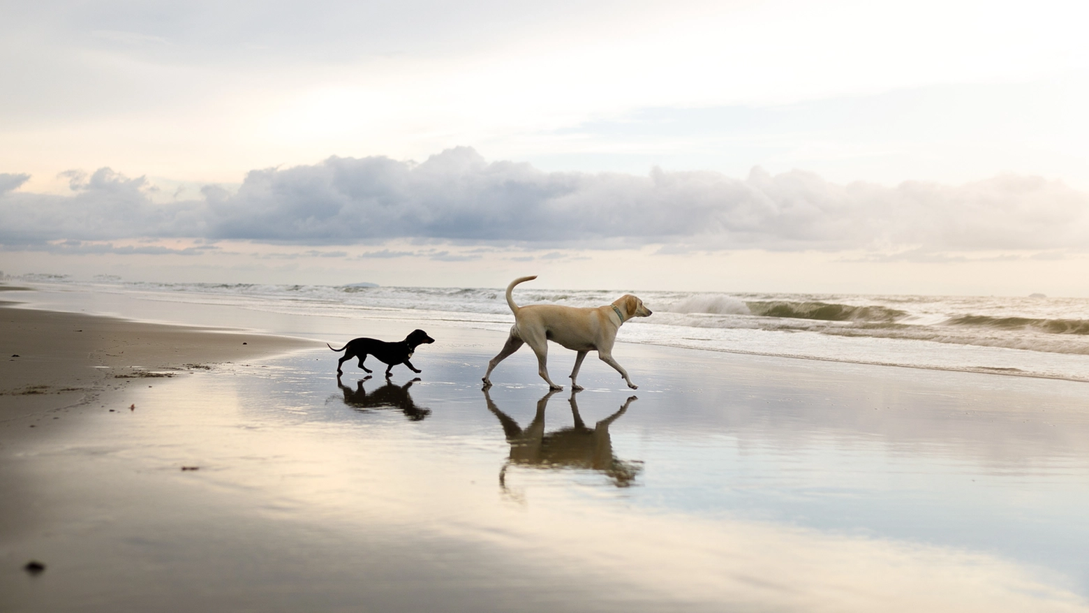 Cani in riva al mare (foto di repertorio)