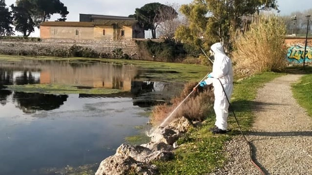 Disinfestazione Disinfestazione