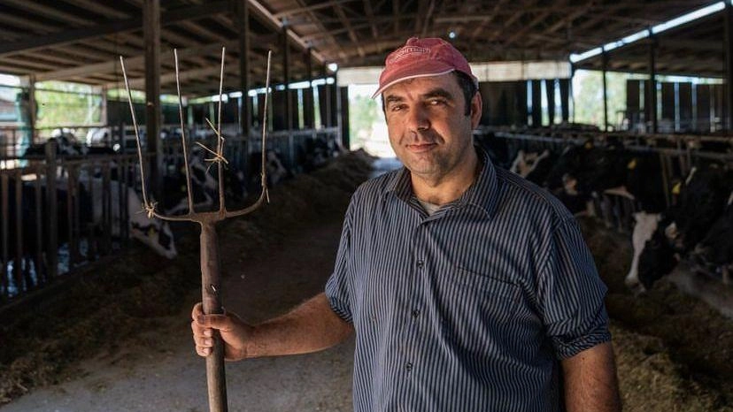 Latte, il paradosso dei costi Allevatori esasperati "A noi solo 51 centesimi al litro" Latte, il paradosso dei costi Allevatori esasperati "A noi solo 51 centesimi al litro"