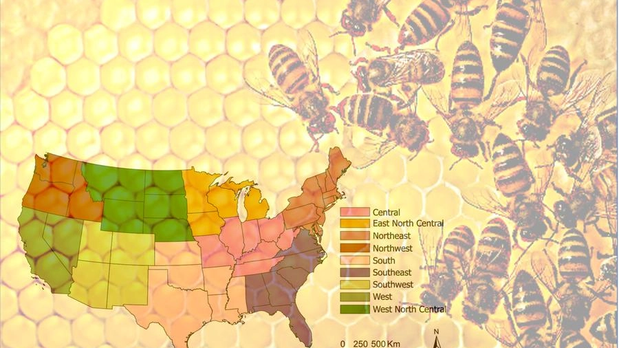 Lo studio sulle api