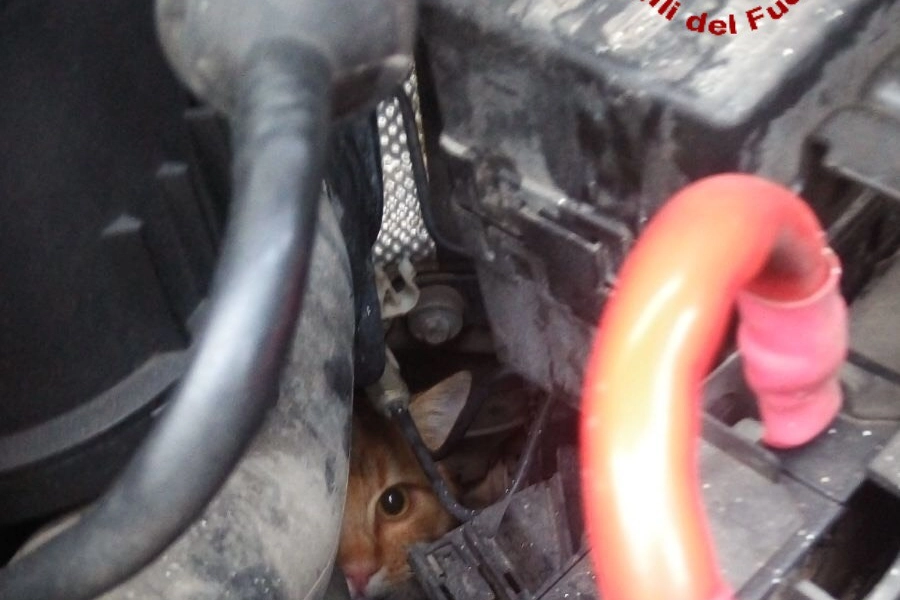 Il gatto nel cofano (foto Vigili del fuoco)