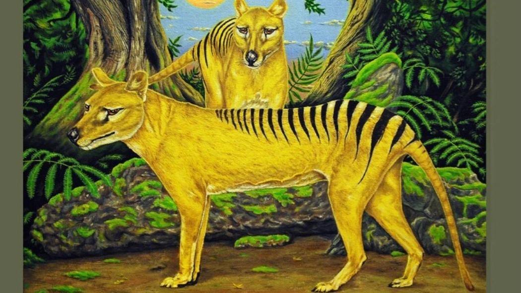 Tigre della Tasmania, rappresentazione artistica (foto Ansa) 