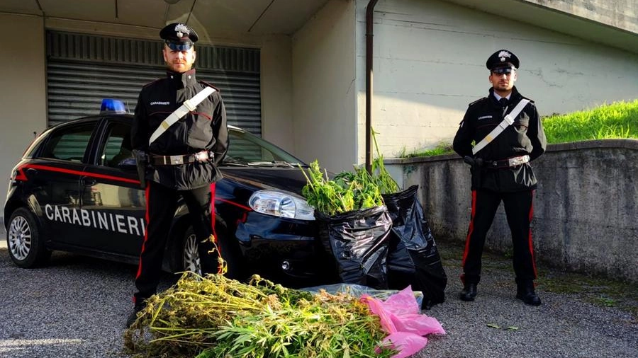 I carabinieri con le piante di marijuana sequestrate