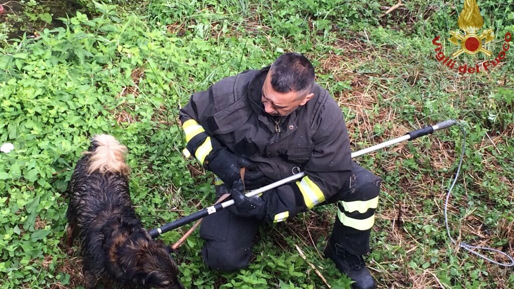 Il cane salvato dai vigili del fuoco