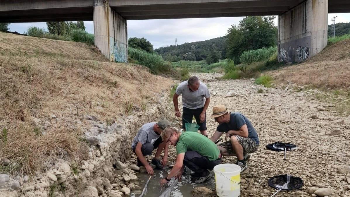 La siccità cancella la Pesa  Volontari salvano i pesci  "Li portiamo verso l’acqua"