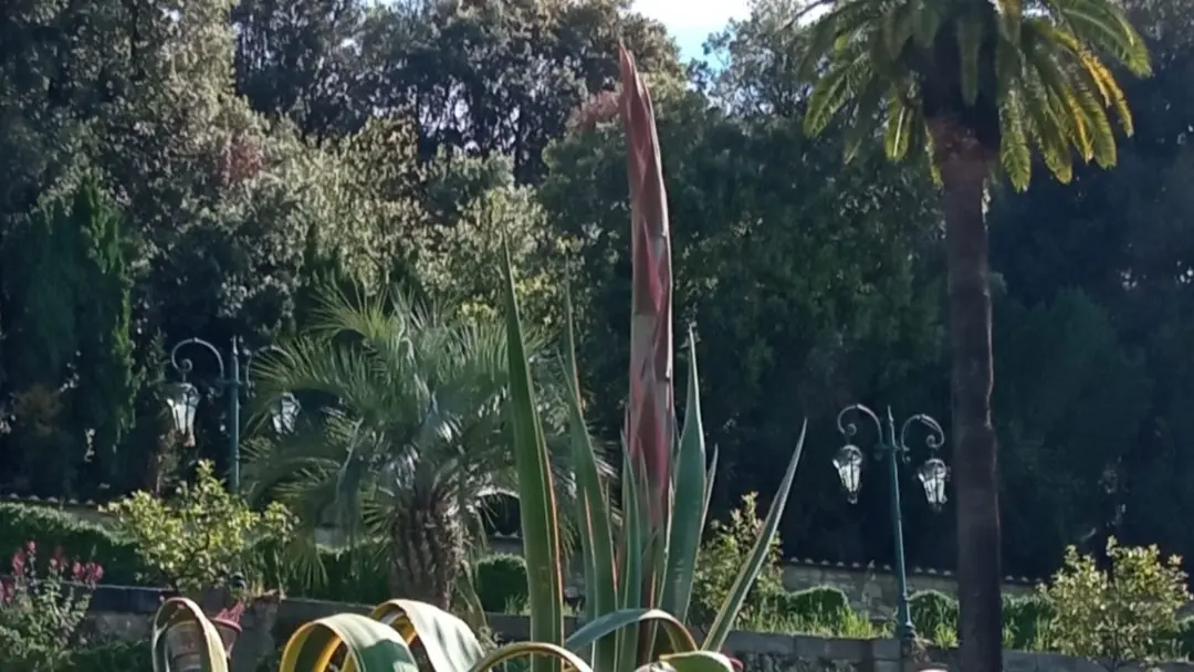 La fioritura dell'agave