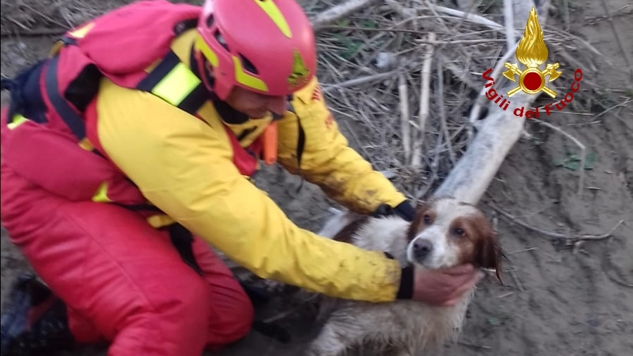 Il cane caduto nel fiume Ombrone e salvato dai vigili del fuoco