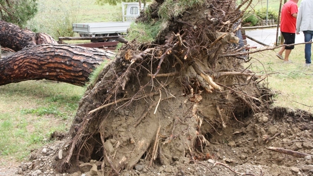 In via della Tinaia sono caduti quattro grossi pini