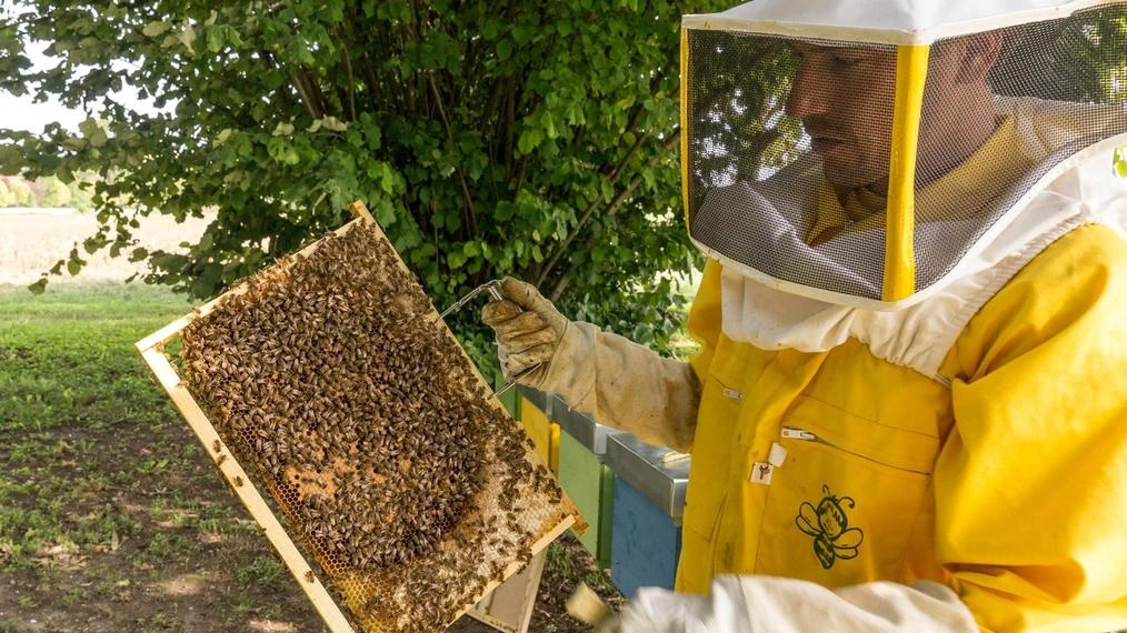 L’agronomo lancia l’sos: "Alberi da frutto e api nel mirino dei predatori" L’agronomo lancia l’sos: "Alberi da frutto e api nel mirino dei predatori"