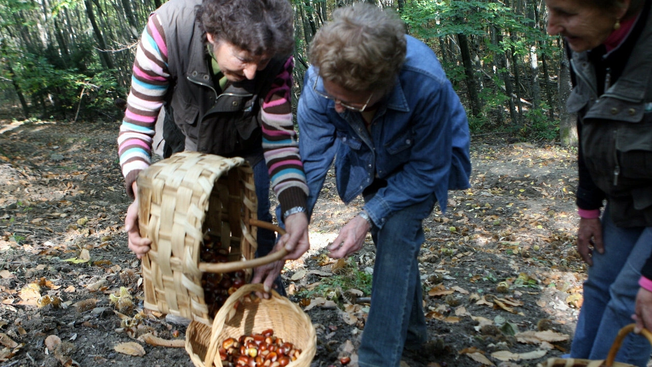  La raccolta delle castagne nei boschi è un momento di svago e divertimento per tanti (foto d’archivio)
