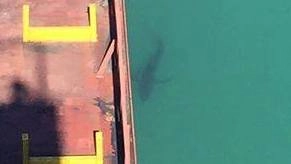 La sagoma squalo fotografato dalla plancia di una nave mercantile a Piombino