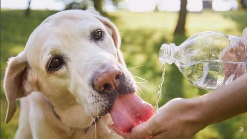 Un cane labrador