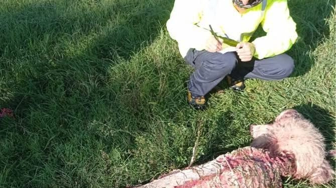 Emergenza lupi, pastori in allarme "Attacchi sempre più frequenti Danni all’agricoltura e altri settori" Emergenza lupi, pastori in allarme "Attacchi sempre più frequenti Danni all’agricoltura e altri settori"