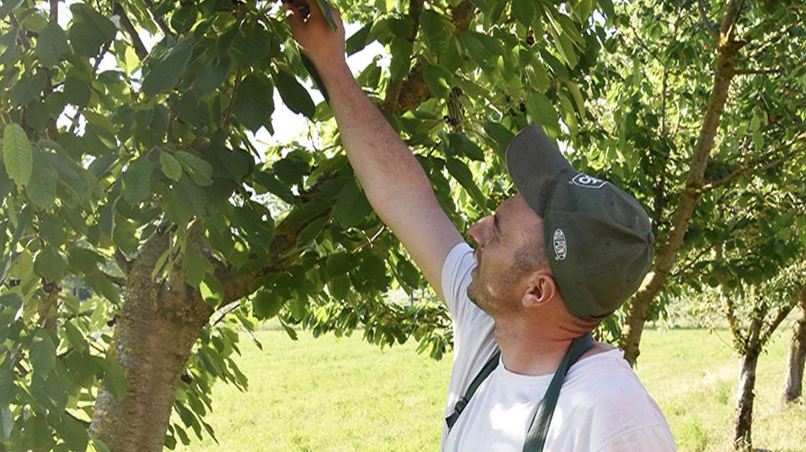 "A piedi senza lavoratori" Raccolto abbondante ma pochi dipendenti Metà fatturato a rischio "A piedi senza lavoratori" Raccolto abbondante ma pochi dipendenti Metà fatturato a rischio