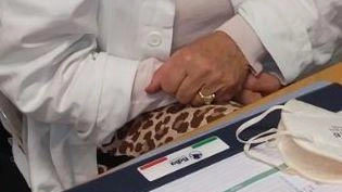 Tentano una truffa Ma medico li smaschera Tentano una truffa Ma medico li smaschera