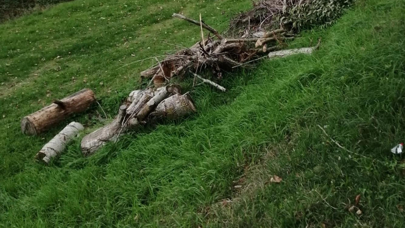 Rami e arbusti lungo lo Staggia. I cittadini fanno scattare l’allarme sui rischi in caso di forti piogge Rami e arbusti lungo lo Staggia. I cittadini fanno scattare l’allarme sui rischi in caso di forti piogge