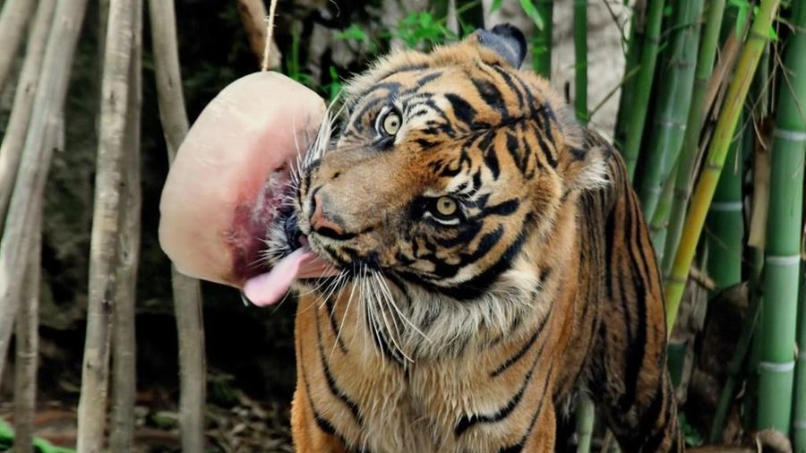 Soffrono anche gli animali: ghiaccioli per la tigre del Bioparco di Roma