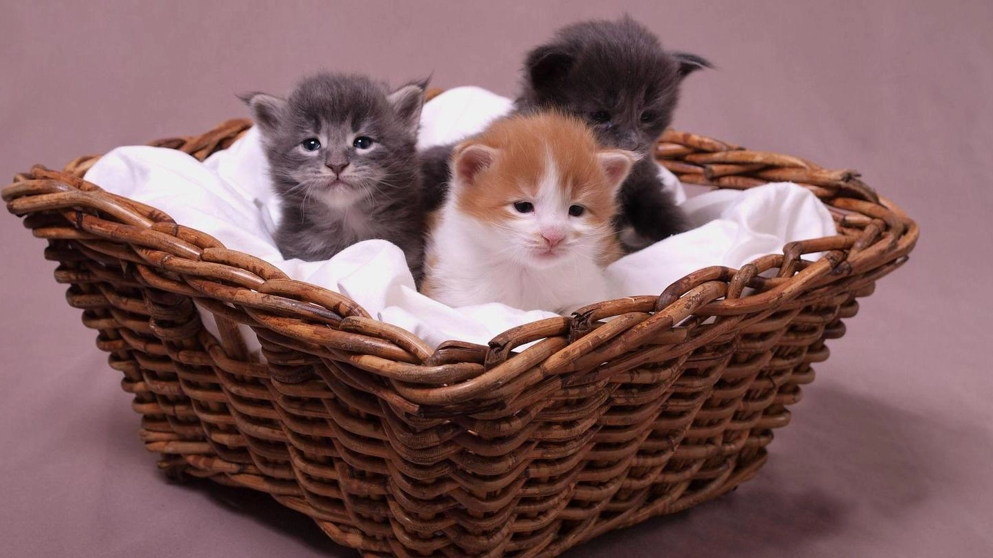 Tre gattini in un cesto in una foto di repertorio