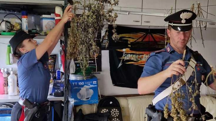 Serre con piante di marijuana Fermato 33enne Serre con piante di marijuana Fermato 33enne