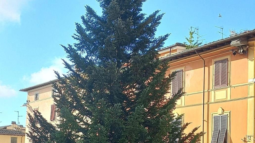 Installato l’abete. Accensione il 24 Installato l’abete. Accensione il 24