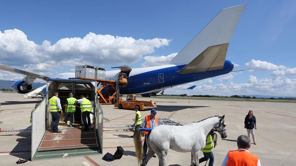 I cavalli arrivati dagli Emirati a Pisa