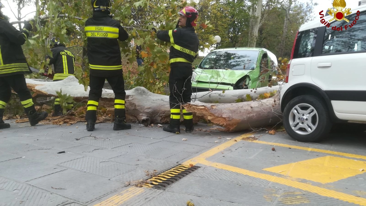 L'albero caduto su un'auto in via Saffi