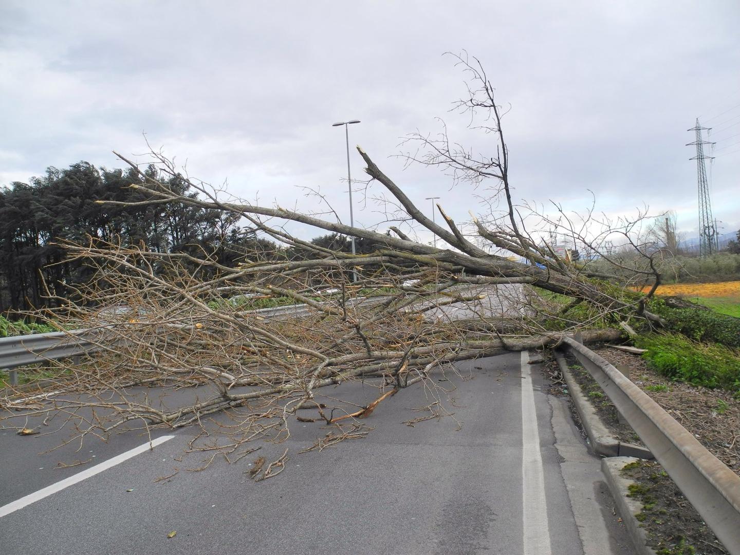 Allerta per il forte vento: attese raffiche fino a 80 chilometri all'ora