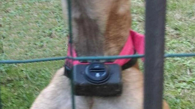 Il collare rilasciava una scossa elettrica quando il cane abbaiava (foto di repertorio)