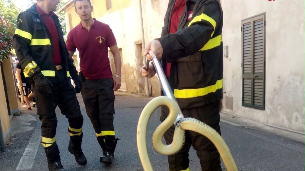 Il serpente (Foto dei vigili del fuoco)