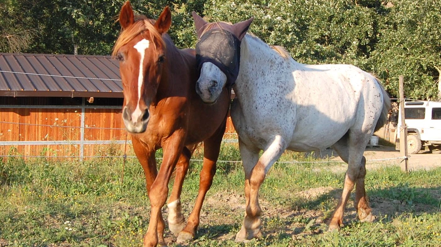 Due cavalli del centro di recupero di Tignano, Volterra (Pisa) 