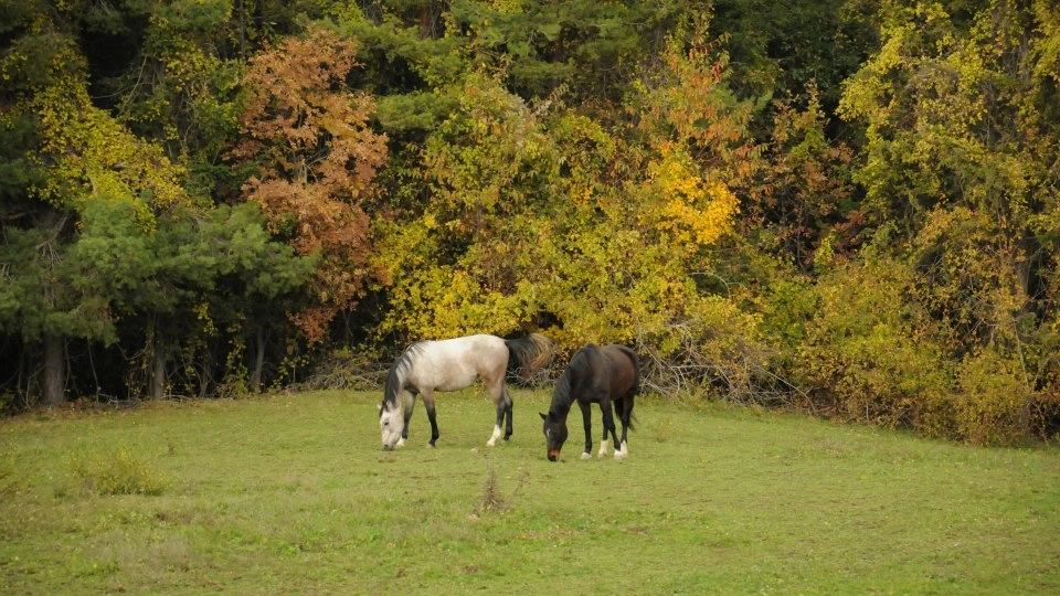 cavalli (foto d'archivio)