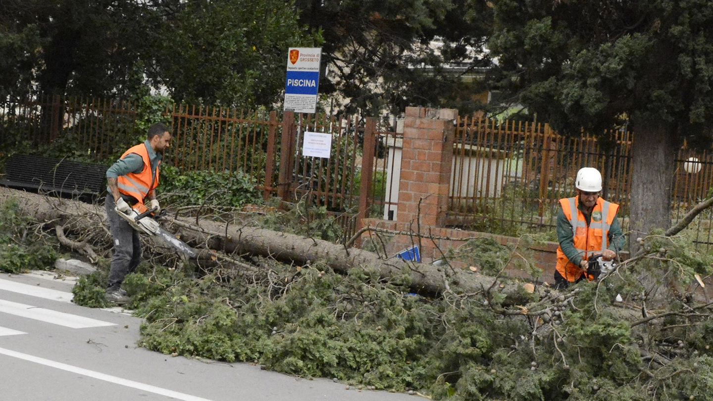 Un albero caduto viene rimosso a Grosseto (Foto Aprili)