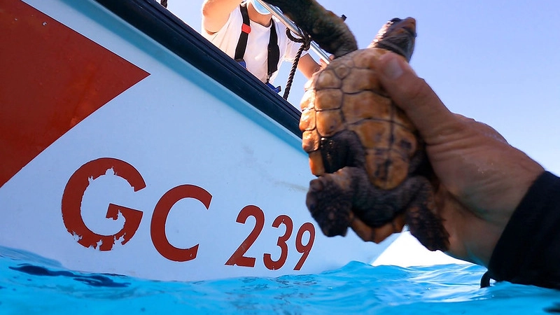 La tartaruga viene rilasciata in mare