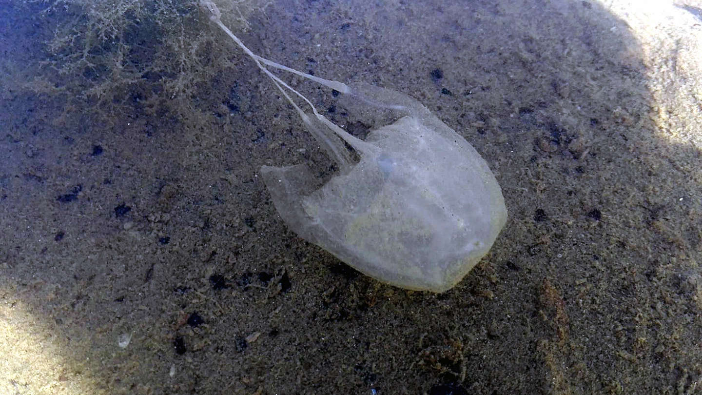 Una cubo-medusa scoperta nel primo tratto del fiume