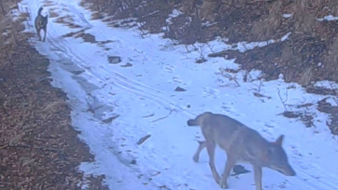 Due lupi ripresi dalle webcam installate dal Parco delle Apuane