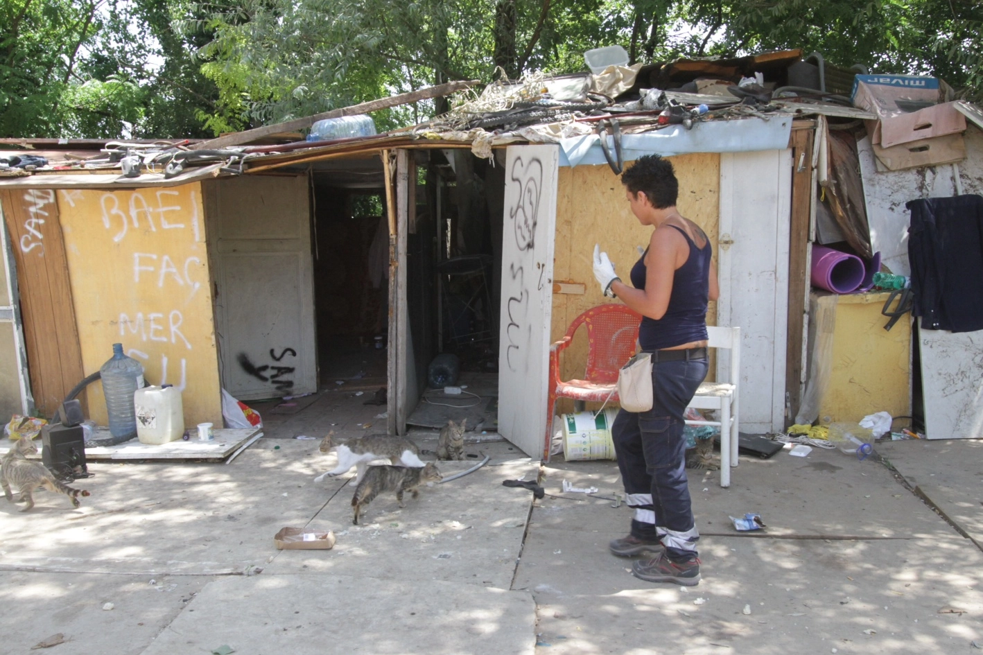Alcuni dei tanti gatti trovati nel campo rom abusivo di fronte al Poderaccio