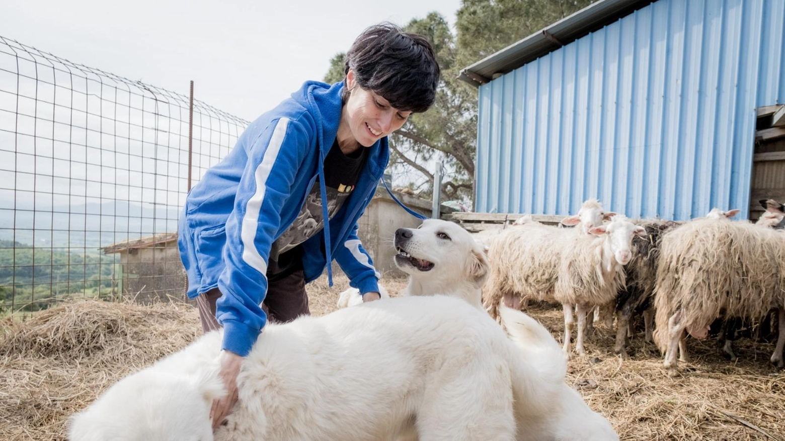Cani da guardiania e turisti: "I cartelli non basteranno" Cani da guardiania e turisti: "I cartelli non basteranno"