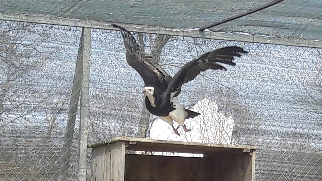 Uno dei due esemplari di avvoltoio testa bianca di Montefalcone
